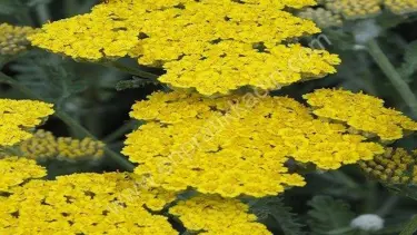 Türk profesörden kanser tedavisinde 'umutlandıran' buluş