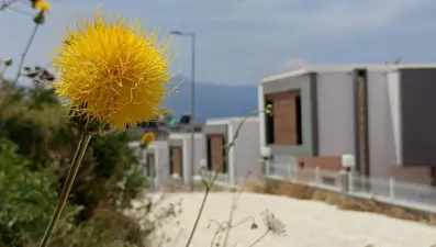 Kuşadası'nın sembolü "Tülüşah" çiçek açtı: Koparmanın cezası 557 bin TL