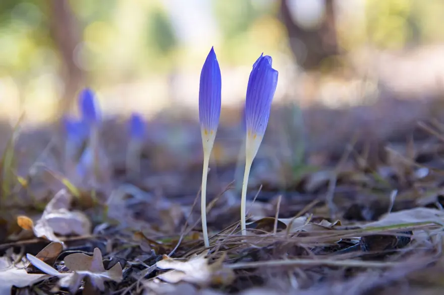 Kışın habercisi: El değmemiş doğada çiçek açtı 1