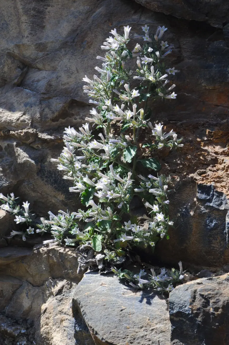 Munzur Vadisi'nde keşfedilen bitki türü literatüre kazandırıldı 5