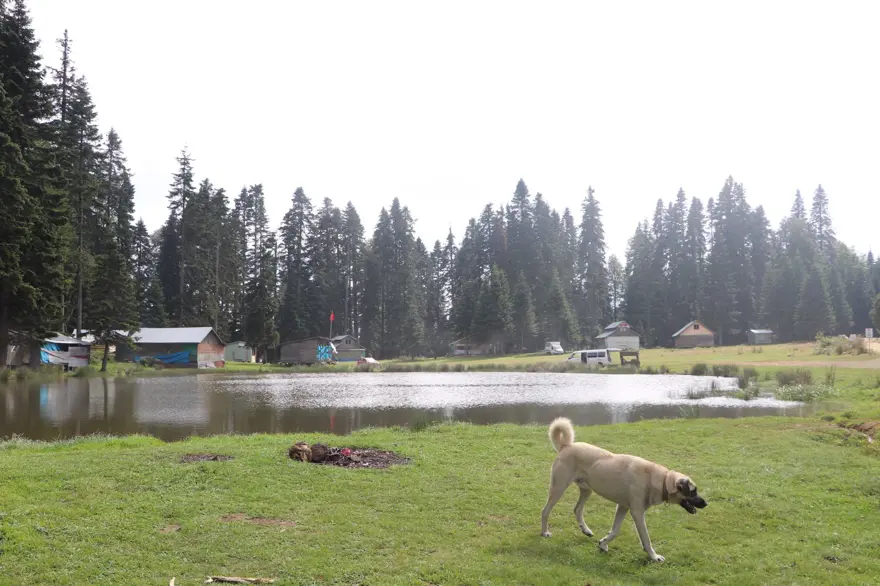 Sis altındaki Batı Karadeniz yaylaları sonbaharda da ziyaretçilerini ağırlıyor 2