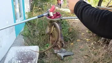 Eve giren 2 metre boyunda yılan girdi: Paniğe neden oldu