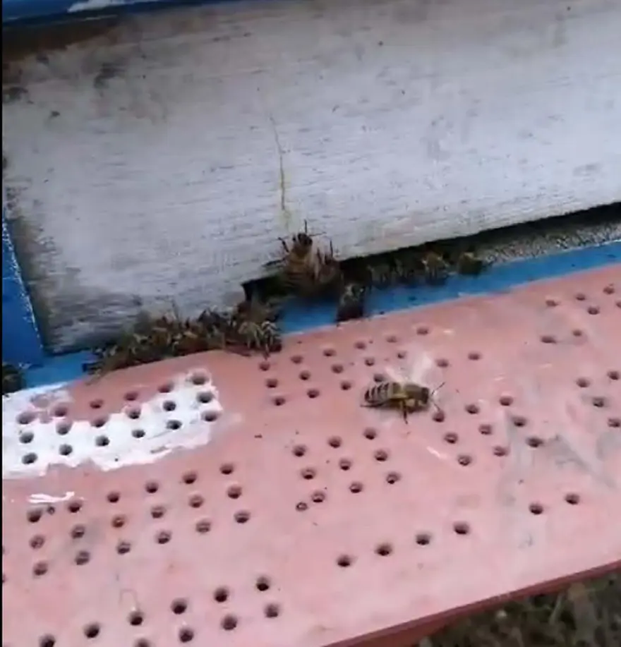 Çanakkale'de toplu arı ölümleri: "Ciddi bir katliam var" 2