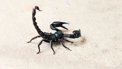 Rüyada akrep görmek ne anlama gelir? Rüyada akrep öldürmek ne anlama gelir?