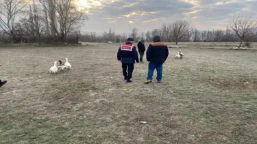 Çorum'da kaz dövüşü yaptıran 7 kişiye para cezası