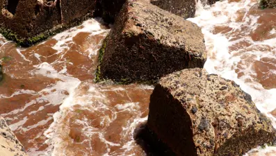 Tekirdağ'da sahillerinde kırmızı yosun görüldü