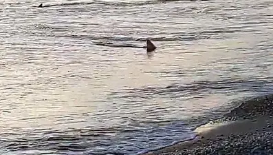 Muğla'da kıyıya 3 metre mesafede köpek balıkları görüntülendi