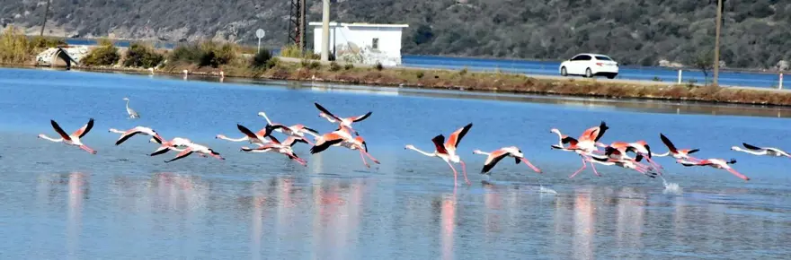 Tuzla Sulak Alanı'na flamingo akını 10