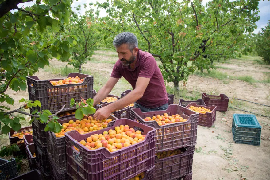Tadı, rengi ve aromasıyla öne çıkan tescilli lezzet: Hasat mesaisi başladı Tadı, rengi ve aromasıyla öne çıkan tescilli lezzet: Hasat mesaisi başladı