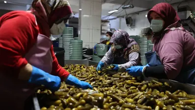 Gedelek turşusunun kış sofralarına yolculuğu başlıyor