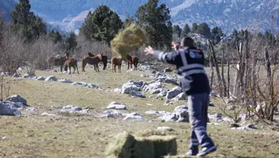 Antalya'da yılkı atlarına saman ve yonca bırakıldı