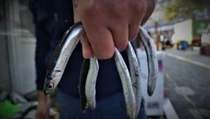 Karadeniz'de fırtına nedeniyle balık fiyatları katlandı Karadeniz'de fırtına nedeniyle balık fiyatları katlandı