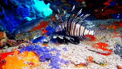 Anavatanı Hint Okyanusu, Ayvalık'ta görüntülendi