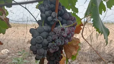 Halk arasında ''Kargı Karası'' olarak biliniyor: Ekşi aromasıyla yemeklere lezzet katıyor