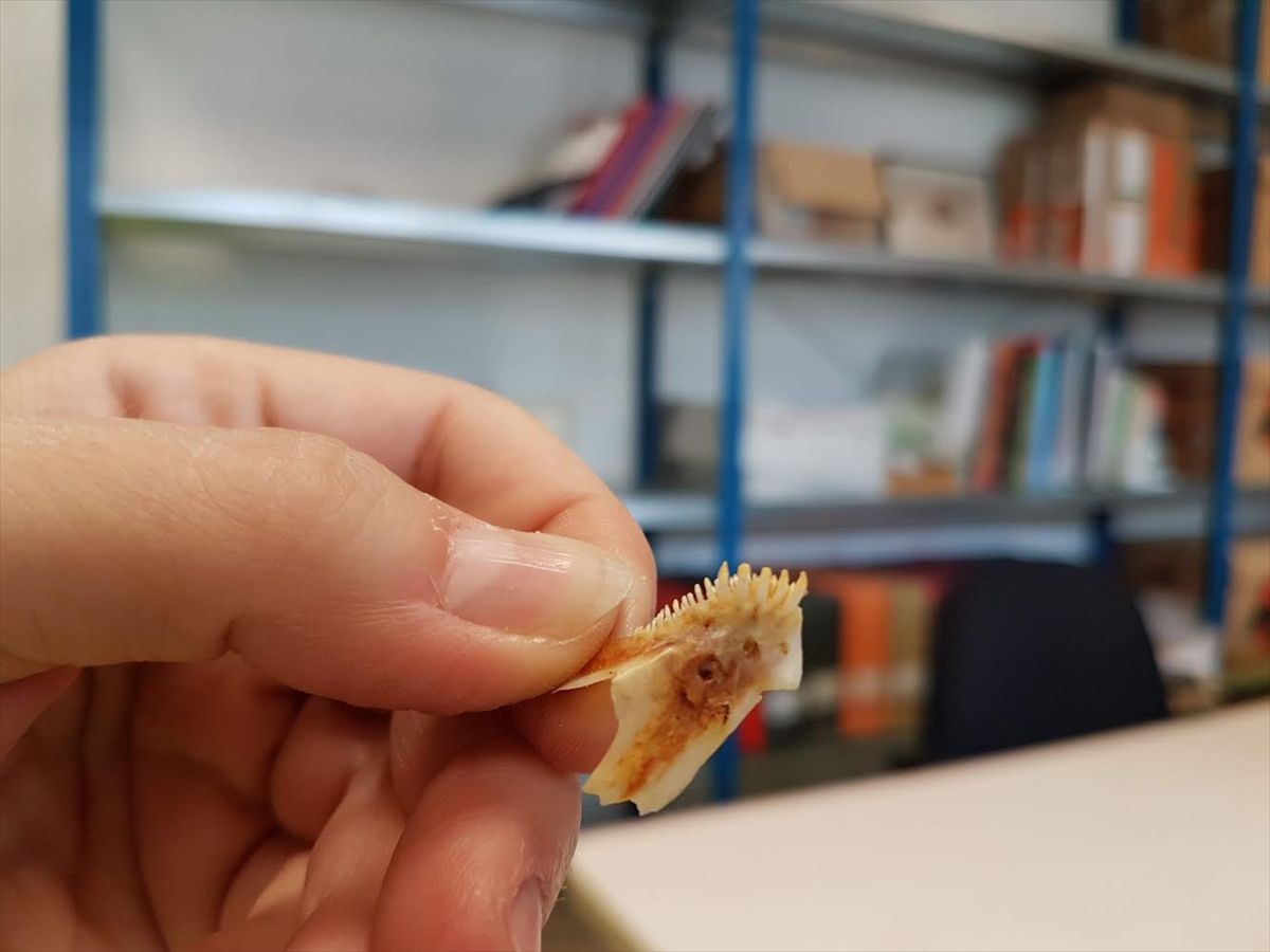Patara'da 2 bin 300 yıllık balık iskeletleri bulundu
