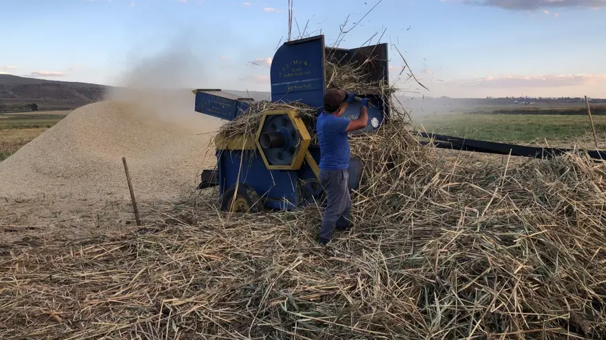 Çıldır Gölü kenarındaki kamışlardan saman üretiyorlar 1