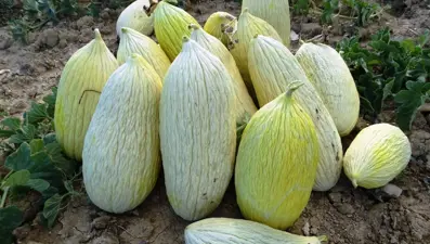 Kilosu 30 liradan alıcı buluyor