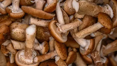 Ormanlık alanda kendiliğinden yetişiyor, kilosu 500 lira: Geçim kaynağı oldu