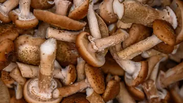 Ormanlık alanda kendiliğinden yetişiyor, kilosu 500 lira: Geçim kaynağı oldu