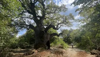 Türkiye’nin en yaşlı meşe ağacı: Tam bin 127 yaşında