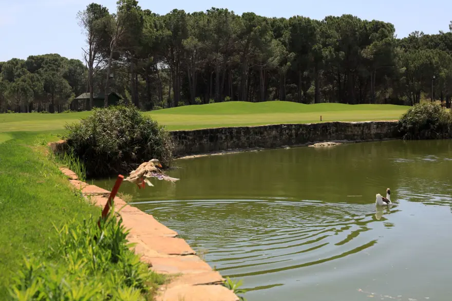 Yılda 500 bin oyunun oynandığı sahada şimdi ördekler geziyor 5