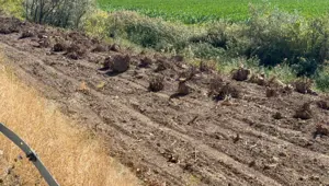 İlçenin simgesi olmuştu: Ağaç koridorundan geriye kökleri kaldı
