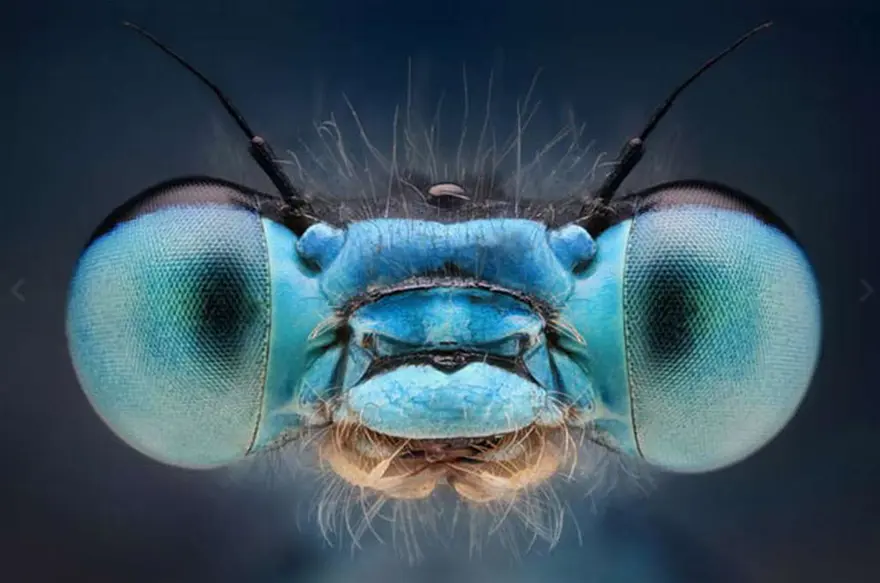 Bu kadar yakından görmediniz 14