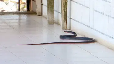 "Zehirli yılanlar gece çıkıyor, sahillerde ayakkabıyla dolaşın"