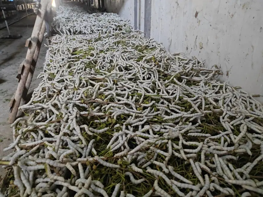 Kilosu bin lira: Osmanlı'dan kalan meslek 150 ailenin geçim kaynağı 5