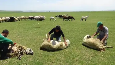 3 bin 370 rakımda koyun kırkma zamanı