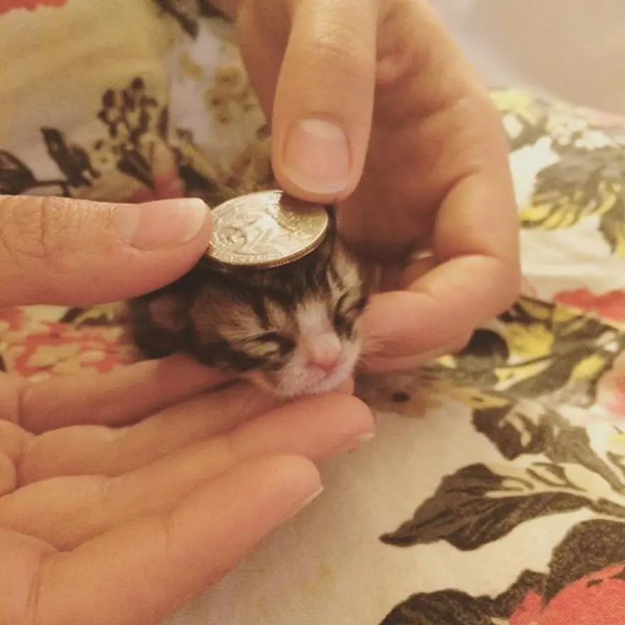 Hayatını kedileri kurtarmaya adadı 278