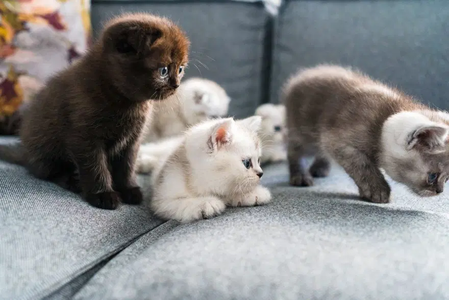Kedilerle ilgili eğlenceli gerçekler (8 Ağustos Uluslararası Kedi Günü) 1 Kedilerle ilgili eğlenceli gerçekler (8 Ağustos Uluslararası Kedi Günü) 1