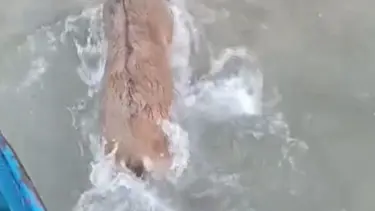 Kurtlardan kaçarken göle düştü