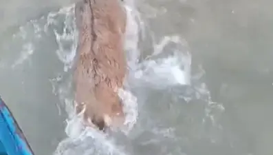 Kurtlardan kaçarken göle düştü