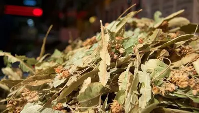 Ihlamurda bu yıl verim yüksek