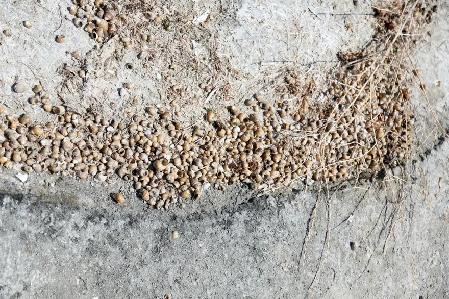 Eğirdir Gölü ölüyor! Kitlesel ölümler başladı 4