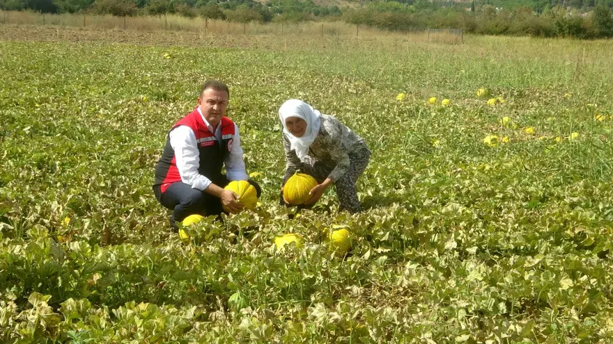Ata tohumundan gelen miras: "Yayla Kavunu" için hasat 