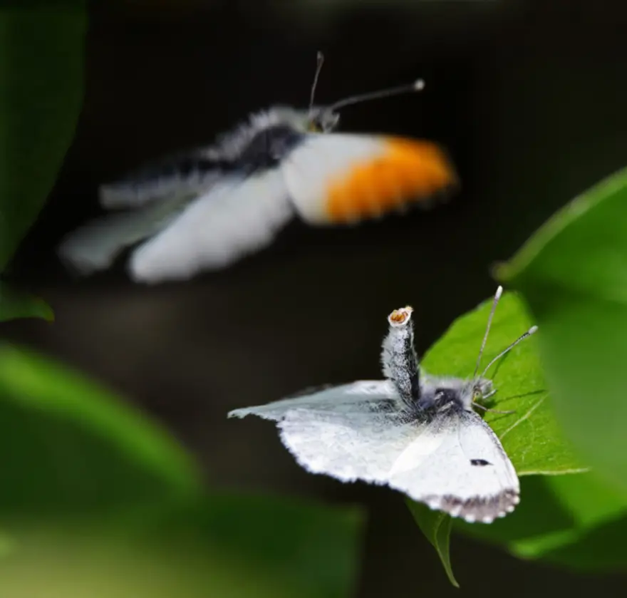 Vahşi yaşamdan çarpıcı kareler 7