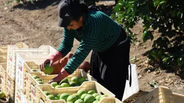 Adana'da portakaldan 371 bin ton verim bekleniyor