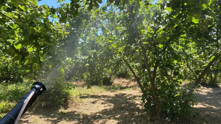 Mücadele etmek zor, diğerlerine benzemiyor! Çiftçinin umudu kükürt ve samuray arısında 1 Mücadele etmek zor, diğerlerine benzemiyor! Çiftçinin umudu kükürt ve samuray arısında 1