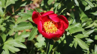 'Ayı gülü'nü koparana 80 bin 465 lira ceza