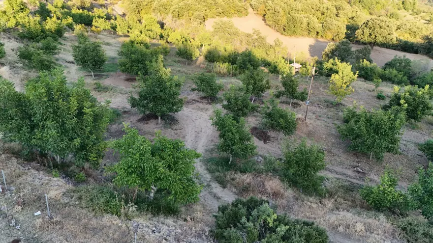 Zirai don vurdu: 2 bin 400 tonluk rekolte 25 tona düştü 