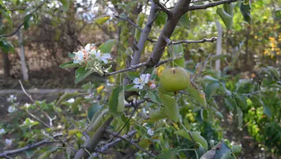 Elma ağacı ekimde çiçek açtı