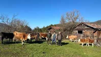 Bolu'da kaybolan hayvanları drone buldu