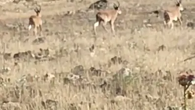 Nesli tehdit altındaki dağ keçileri Mardin kırsalında görüntülendi