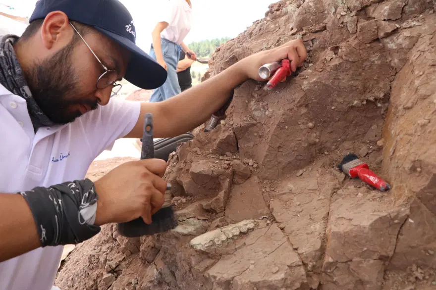 'Çankırı'nın Jurassic Park'ında kazılar başladı: 9 milyon yıl öncesine ait hayvan fosilleri bulundu 5