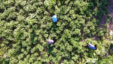 Tescilli 'çiçek bamyası'nın hasadı başladı