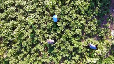 Tescilli 'çiçek bamyası'nın hasadı başladı