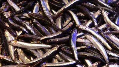 Tezgahta bol ama istenilen boyda değil: Standartları karşılayamadı