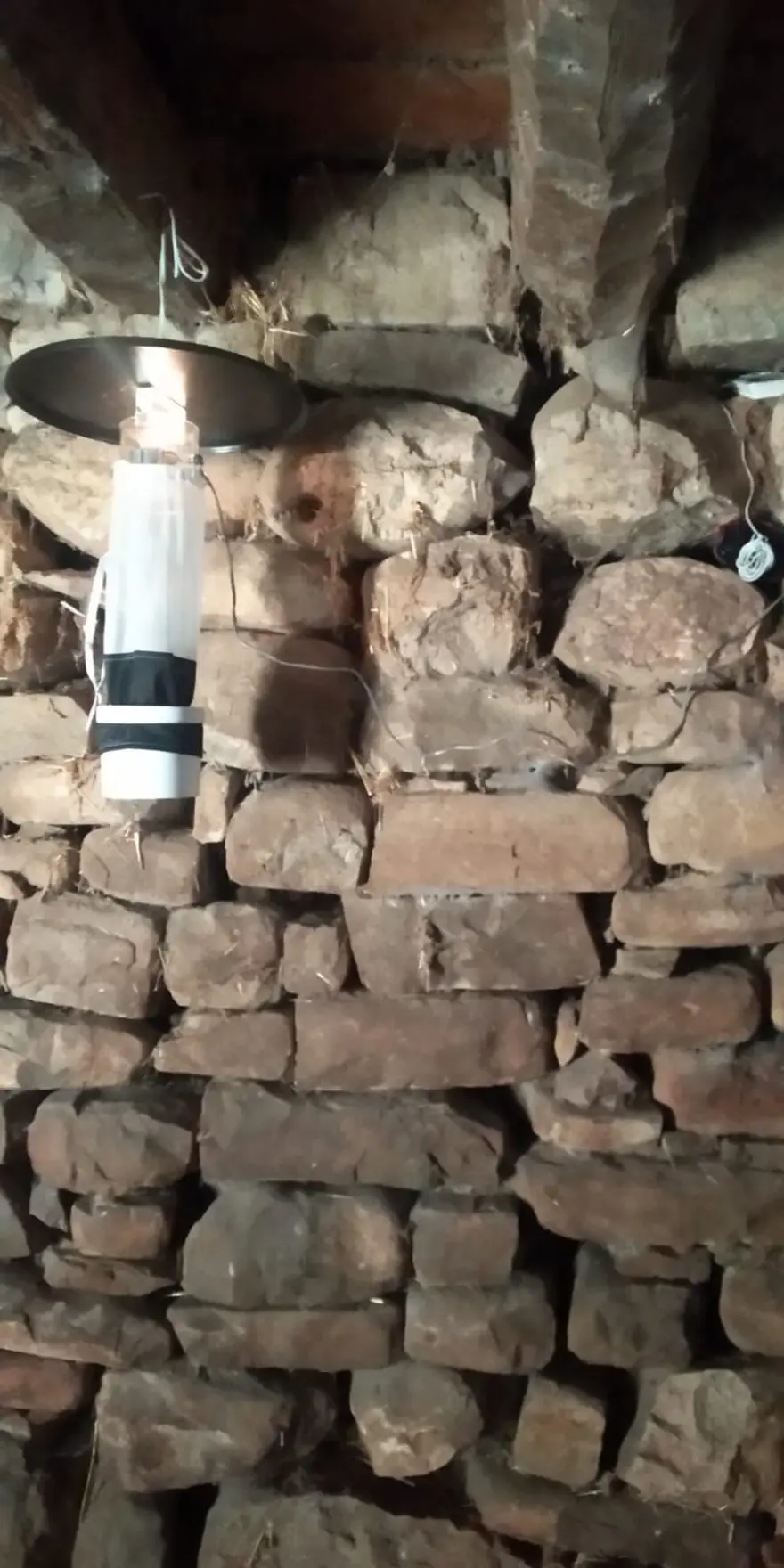 Kan emen kum sineği, dalakta ve karaciğerde büyümeye neden oluyor 1